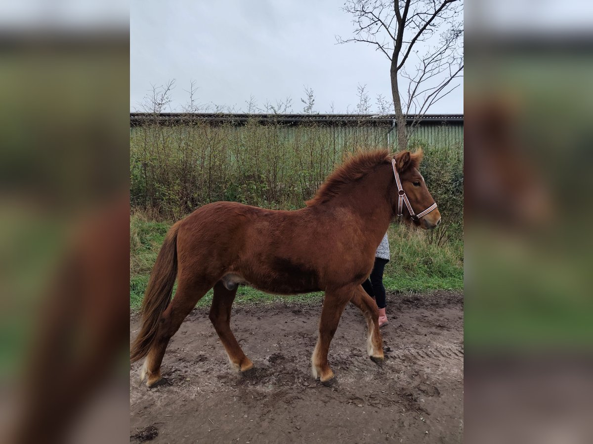 Caballos islandeses Caballo castrado 1 año Alazán in Neustrelitz