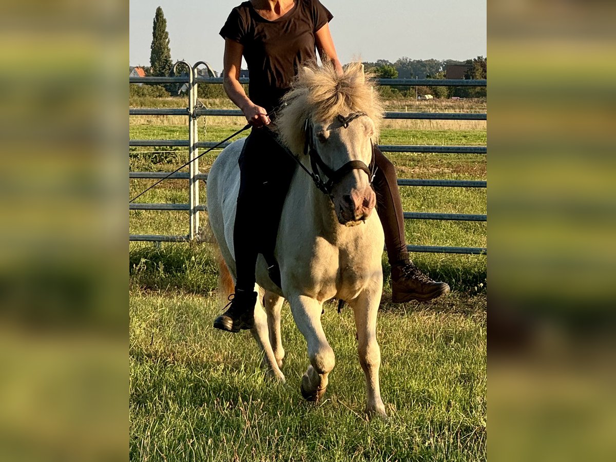 Caballos islandeses Mestizo Caballo castrado 23 años 130 cm Cremello in Ribbesbüttel