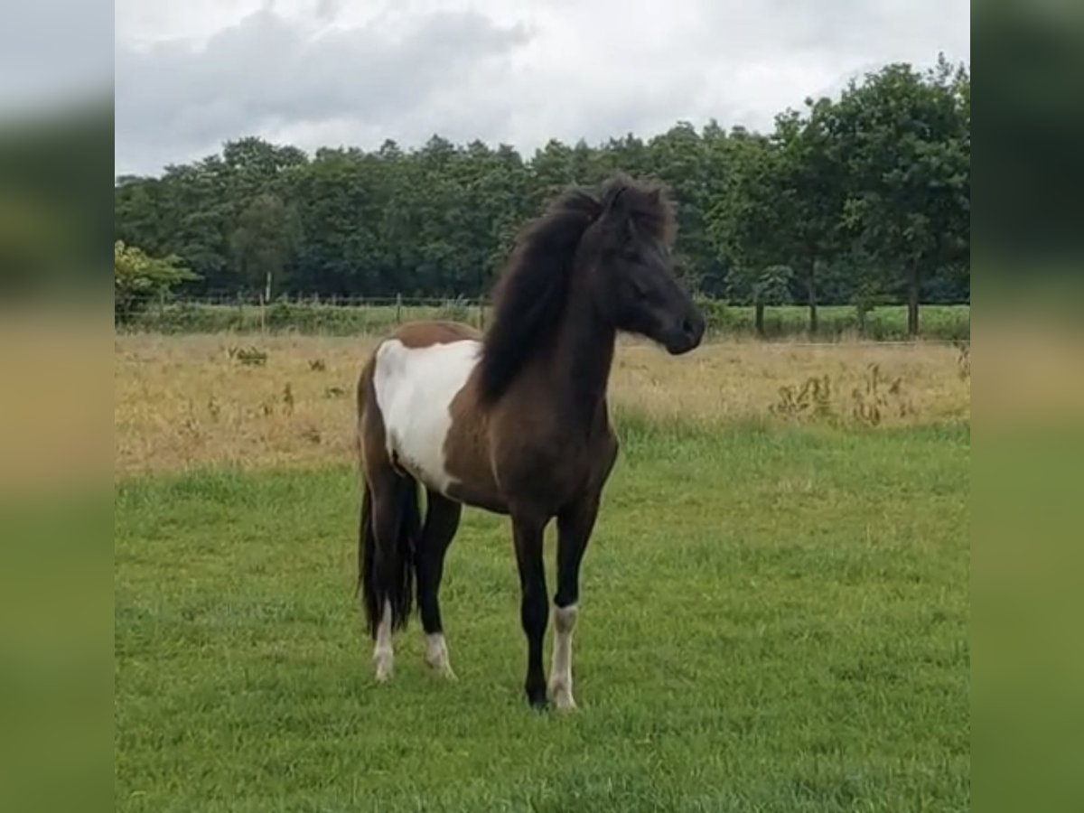Caballos islandeses Caballo castrado 2 años 145 cm Pío in Anderlingen