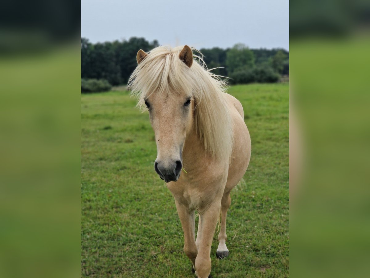 Caballos islandeses Caballo castrado 3 años 138 cm Palomino in Warburg