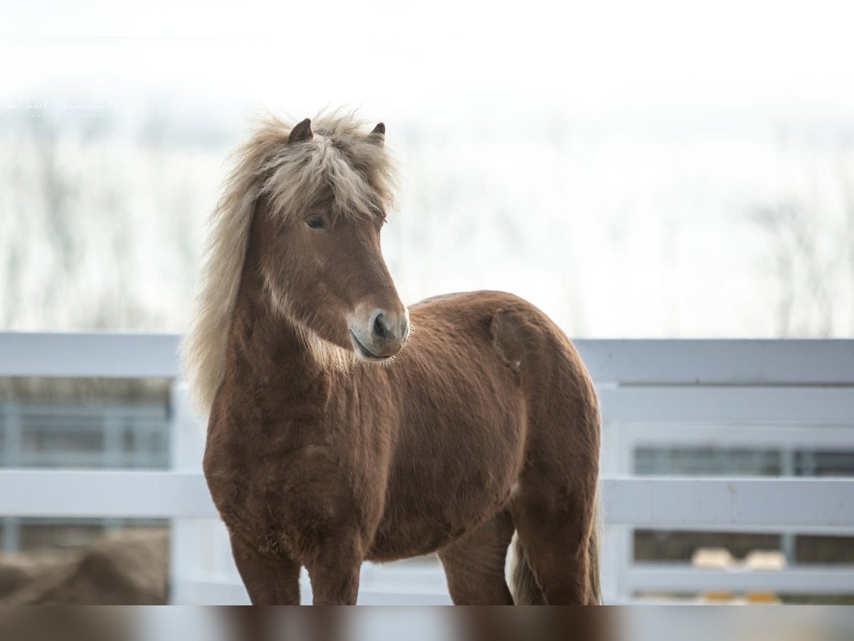 Caballos islandeses Caballo castrado 3 años 142 cm Alazán in Lehmrade