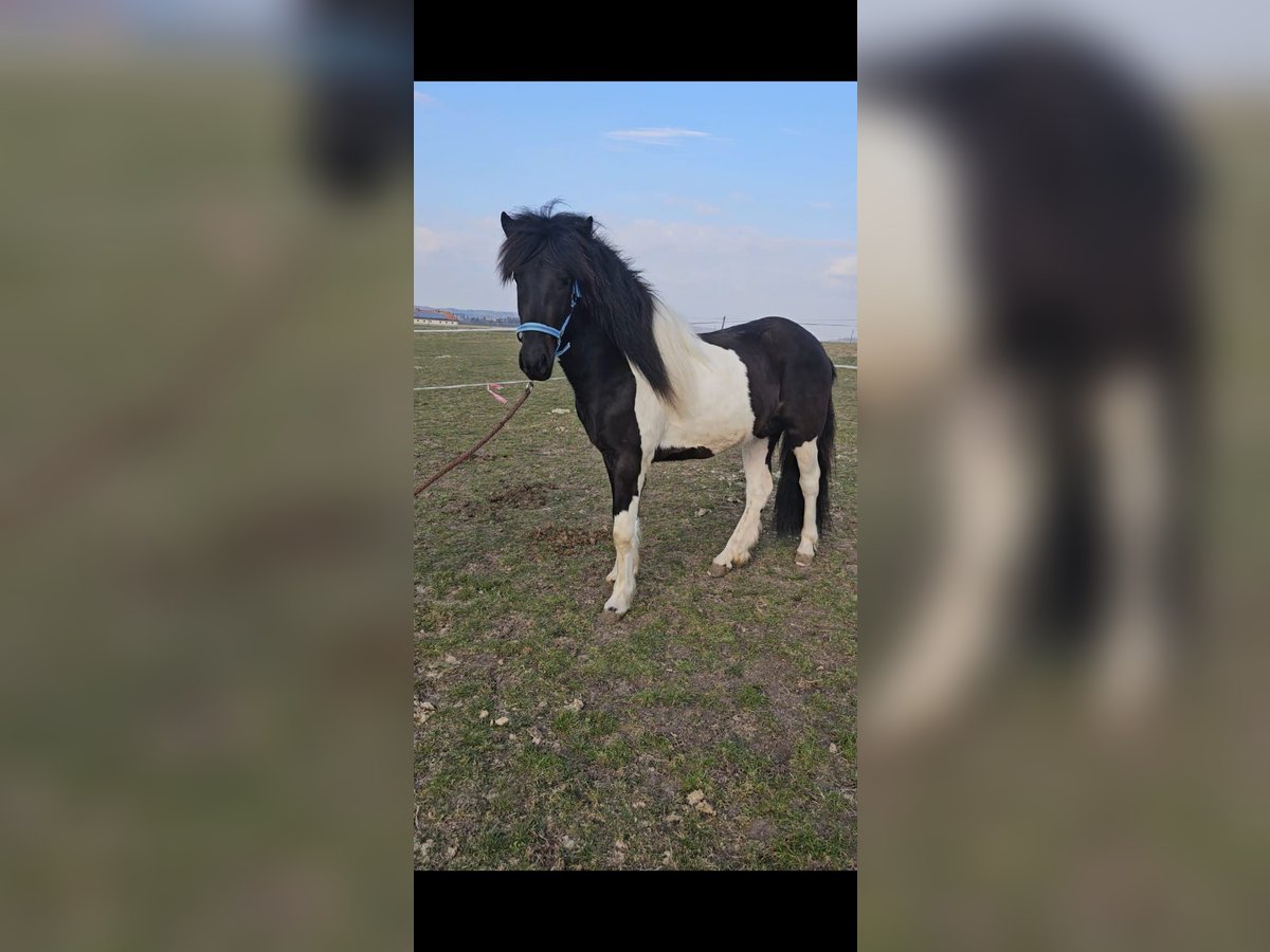 Caballos islandeses Caballo castrado 3 años 143 cm Pío in Aurach