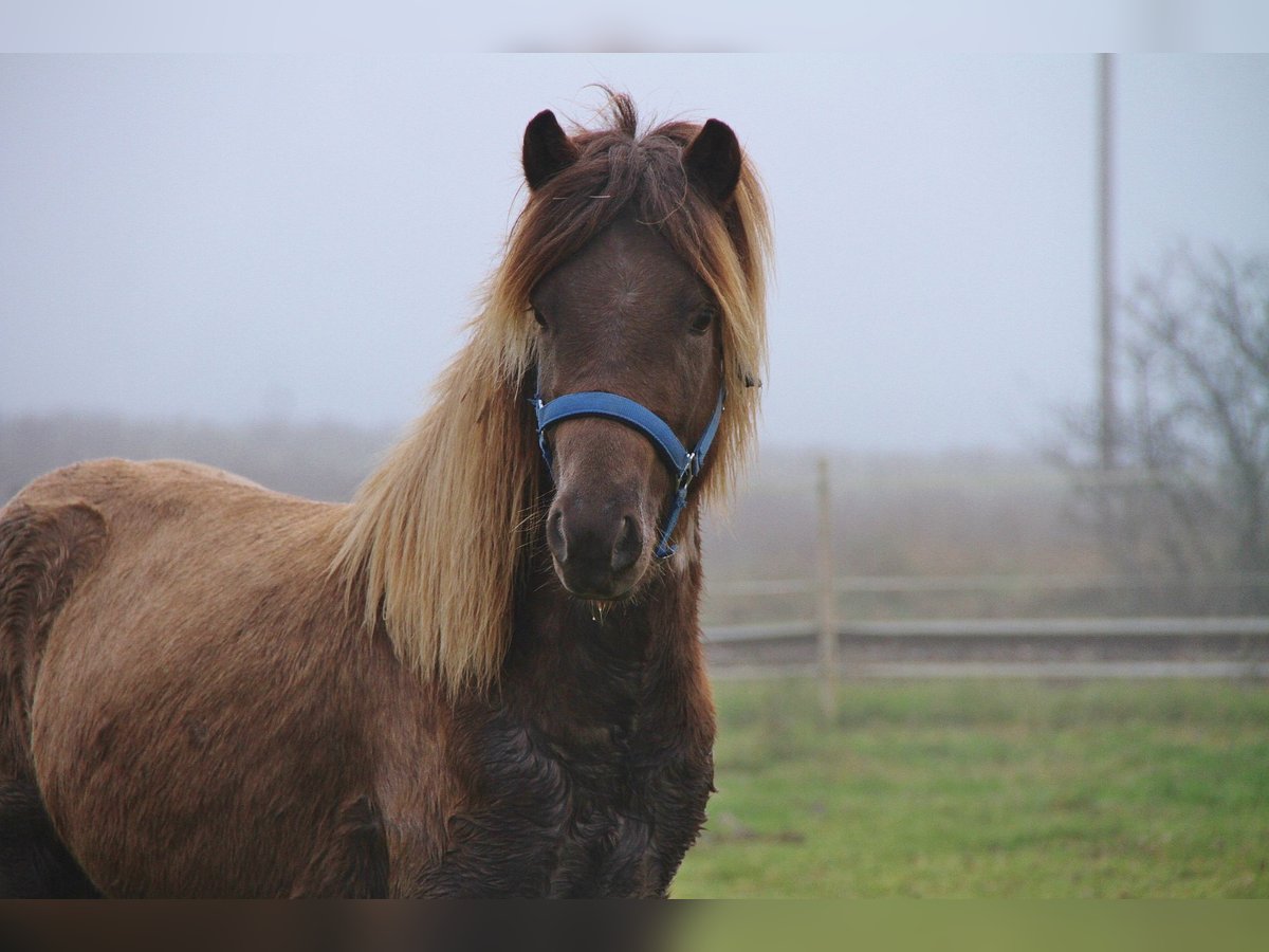 Caballos islandeses Caballo castrado 3 años Palomino in Saarland