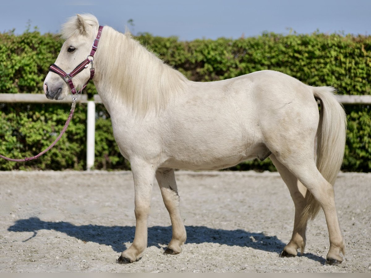 Caballos islandeses Caballo castrado 4 años 130 cm Champán in Neustadt (Wied)