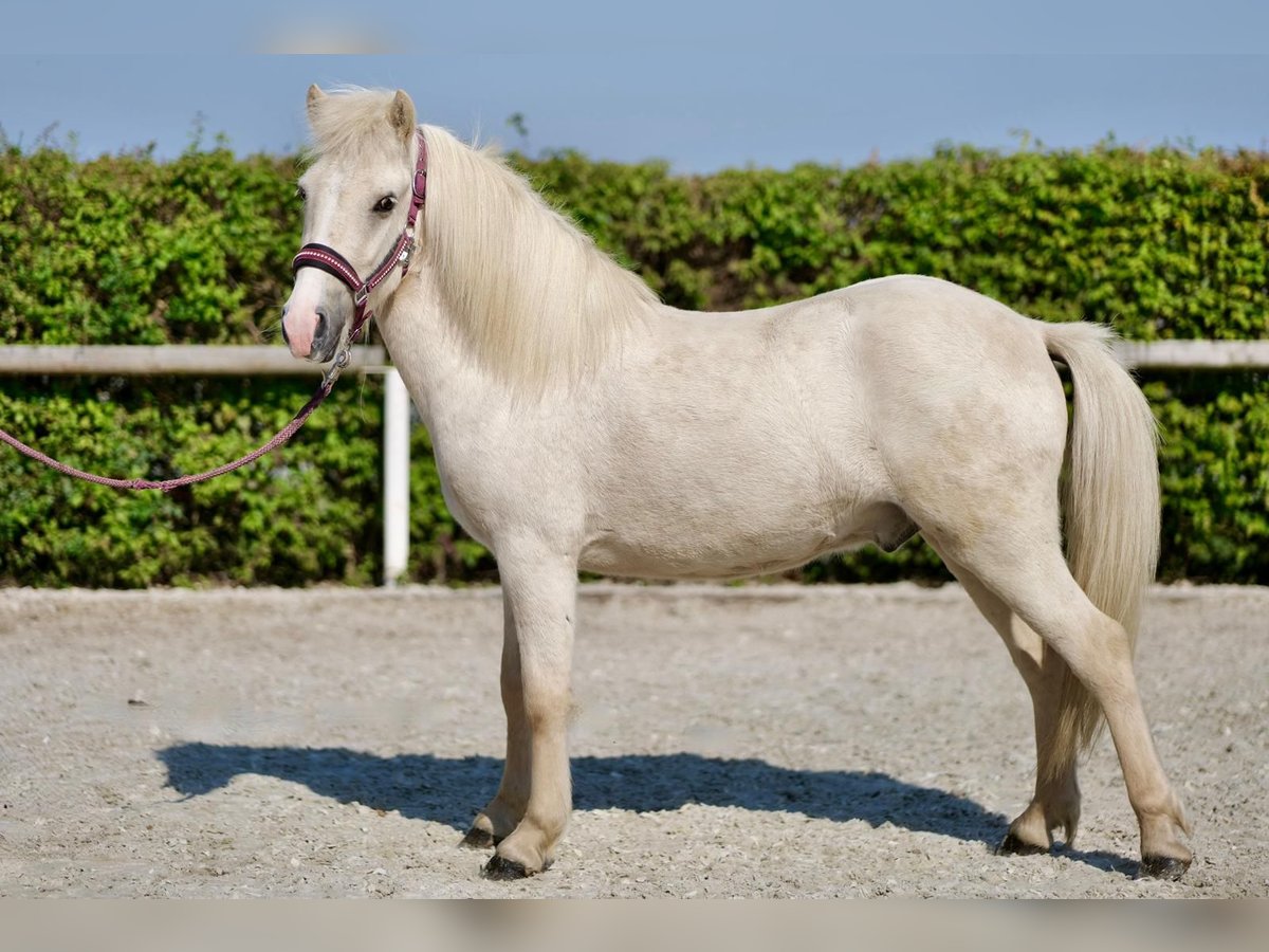 Caballos islandeses Caballo castrado 4 años 130 cm Palomino in Neustadt (Wied)