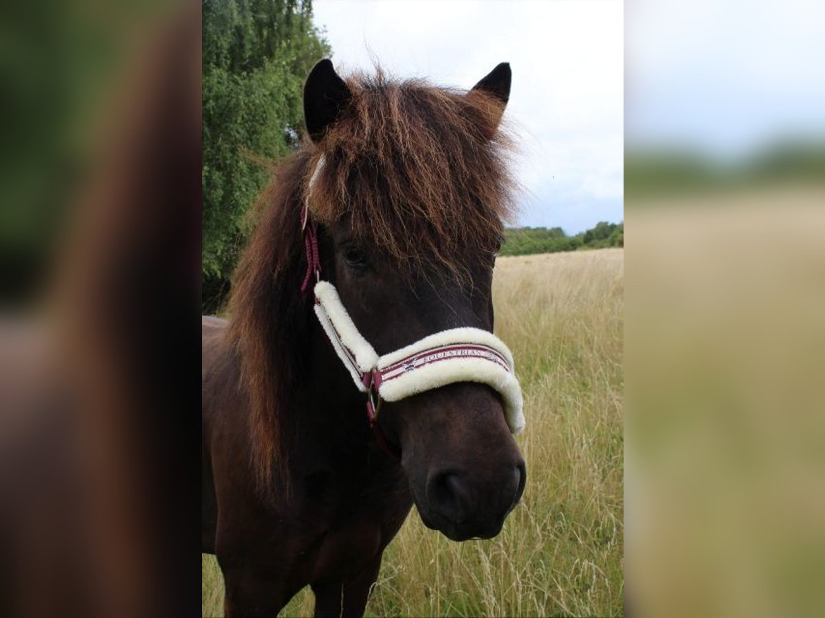 Caballos islandeses Caballo castrado 4 años 132 cm Morcillo in Kaufungen
