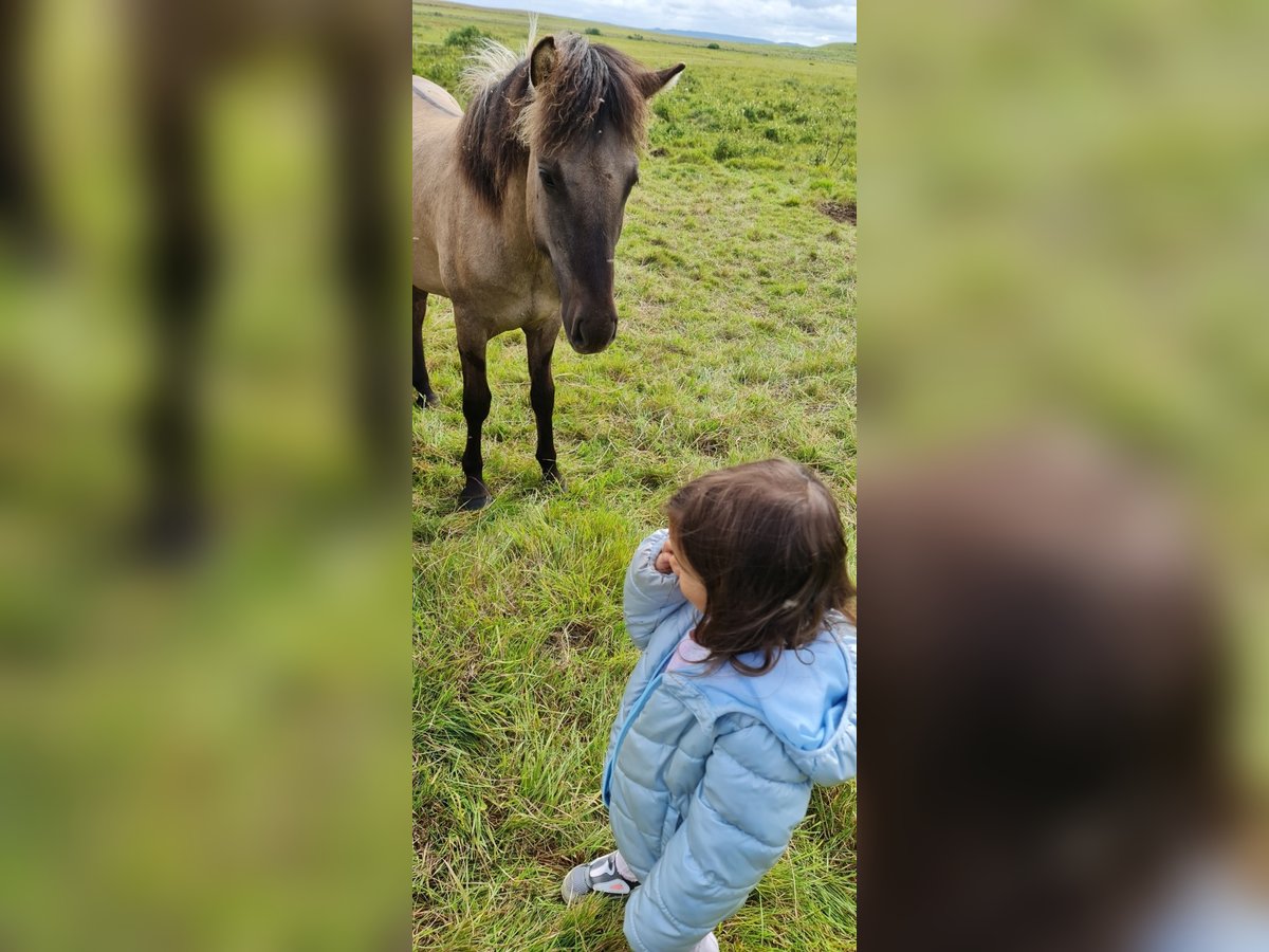 Caballos islandeses Caballo castrado 4 años 134 cm Grullo in Selfoss