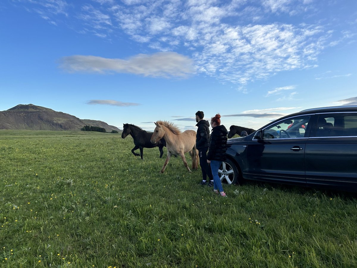 Caballos islandeses Caballo castrado 4 años 135 cm Red Dun/Cervuno in selfoss