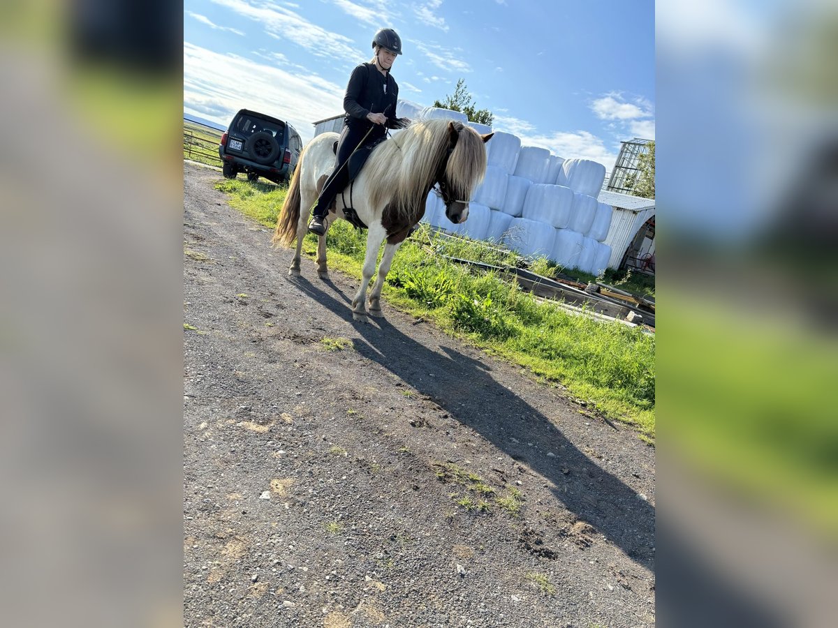 Caballos islandeses Caballo castrado 4 años 136 cm Overo-todas las-capas in Selfoss