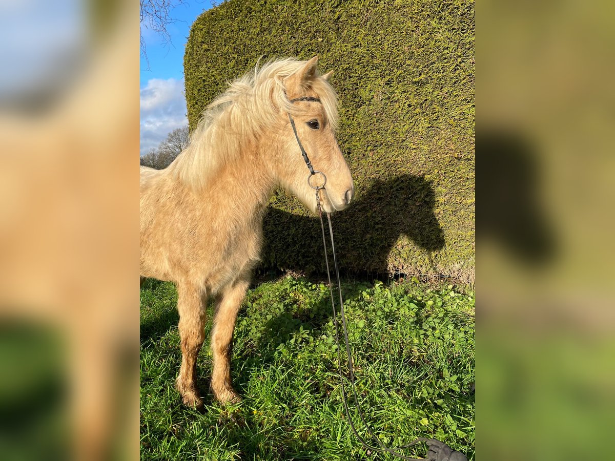 Caballos islandeses Caballo castrado 4 años 136 cm Palomino in Stapelfeld