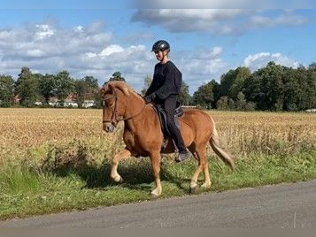 Caballos islandeses Caballo castrado 4 años 137 cm Alazán in Schneverdingen