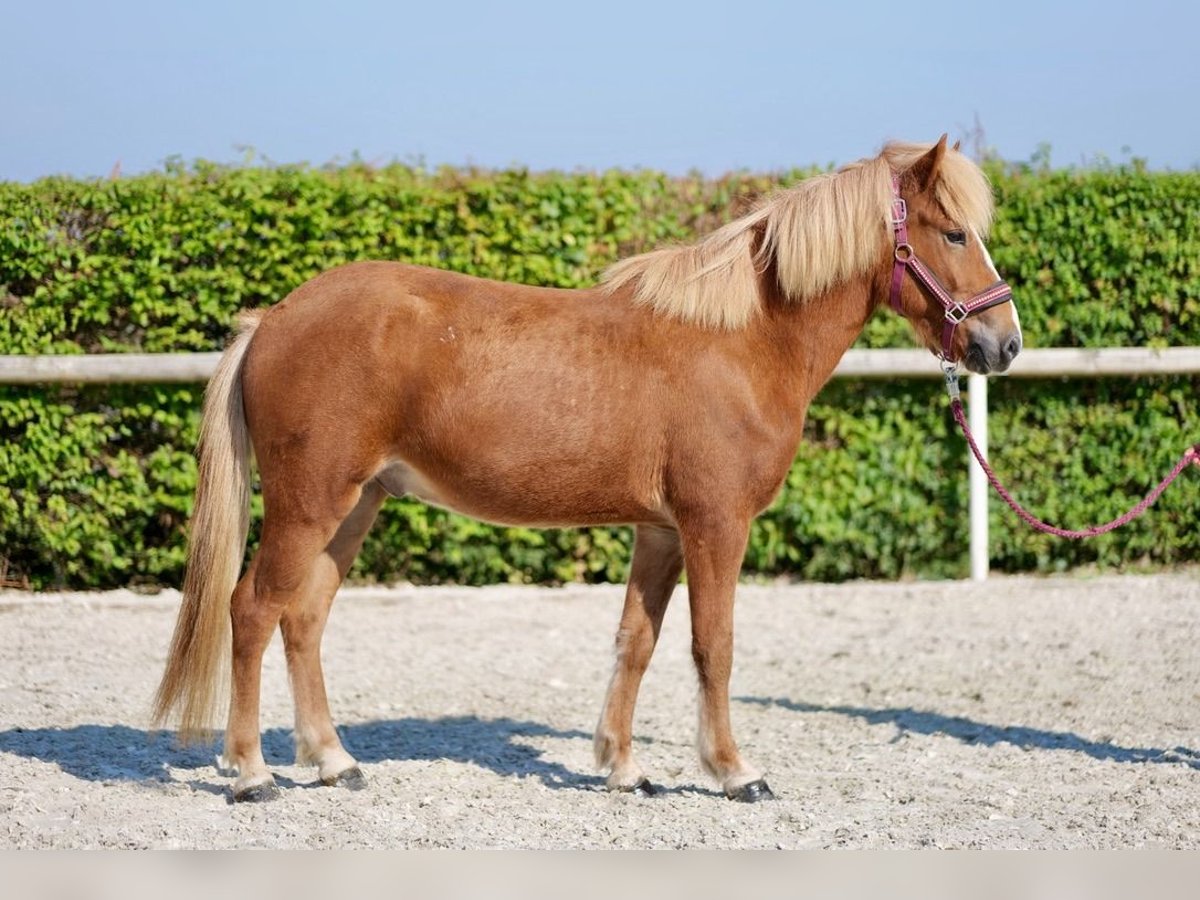 Caballos islandeses Caballo castrado 4 años 138 cm Alazán in Neustadt (Wied)