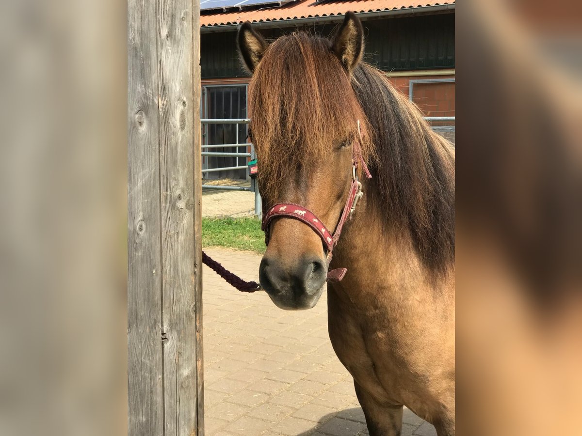 Caballos islandeses Caballo castrado 4 años 138 cm Bayo in Wedemark