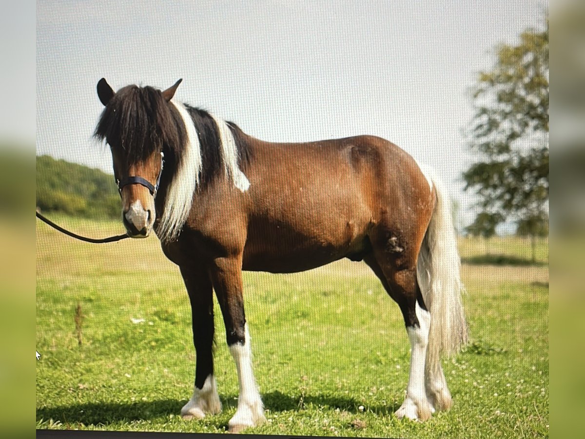 Caballos islandeses Caballo castrado 4 años 138 cm Pío in Rickenbach