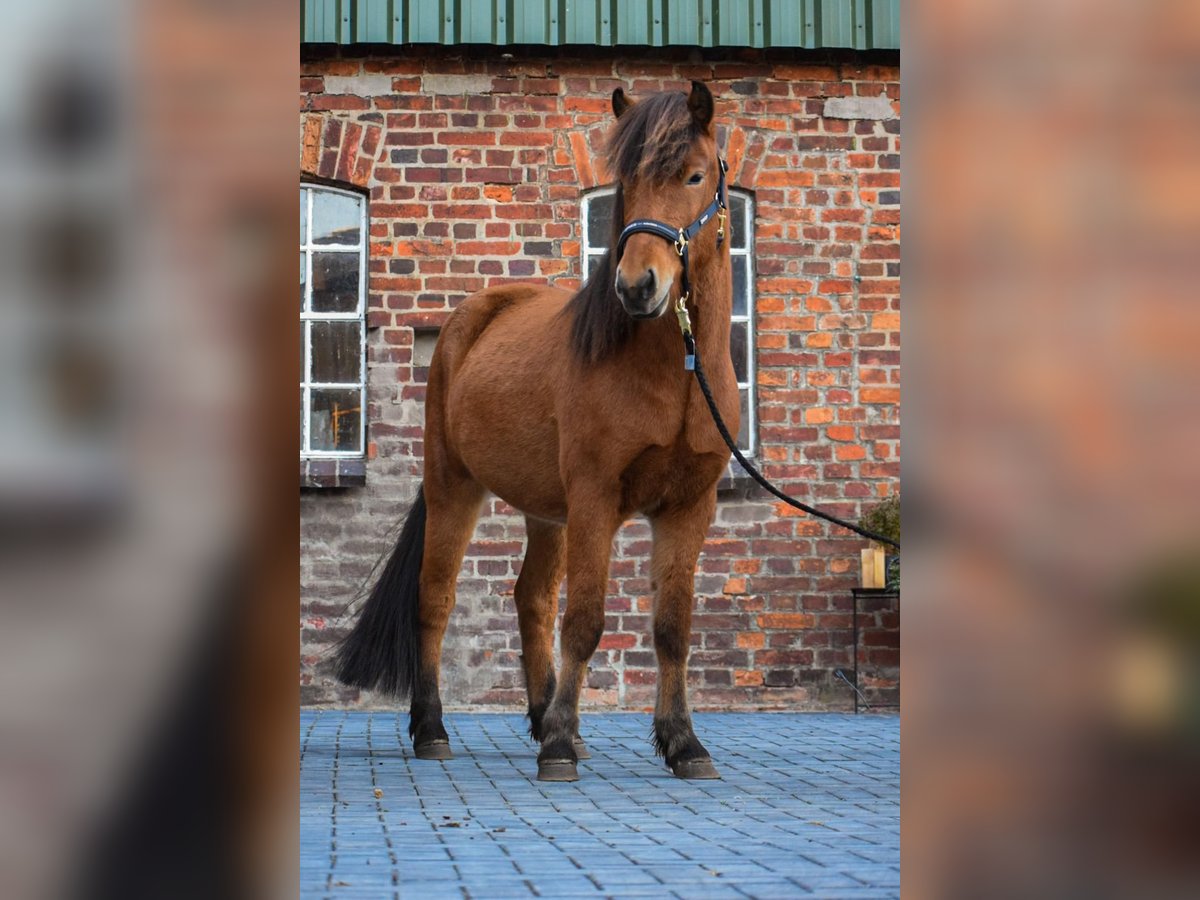 Caballos islandeses Caballo castrado 4 años 144 cm Castaño in Blunk