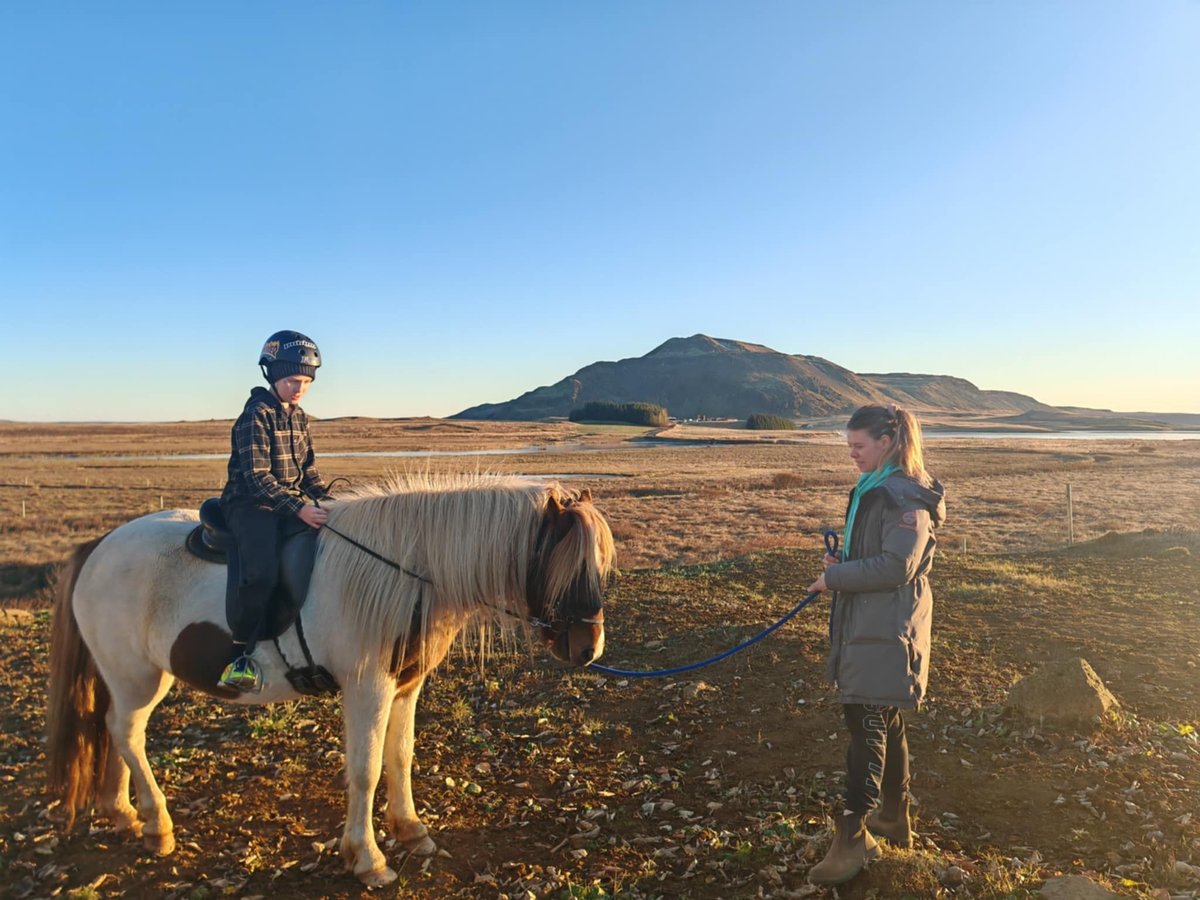 Caballos islandeses Caballo castrado 5 años 136 cm Overo-todas las-capas in Selfoss