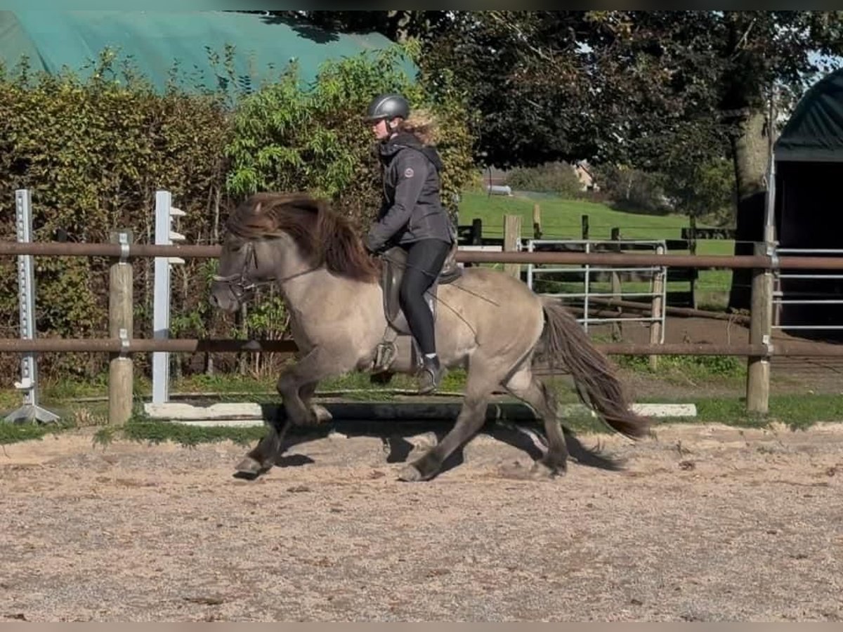 Caballos islandeses Caballo castrado 5 años 138 cm Bayo in Fronreute