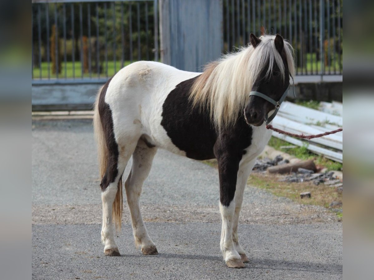 Caballos islandeses Mestizo Caballo castrado 5 años 140 cm Pío in Rechnitz