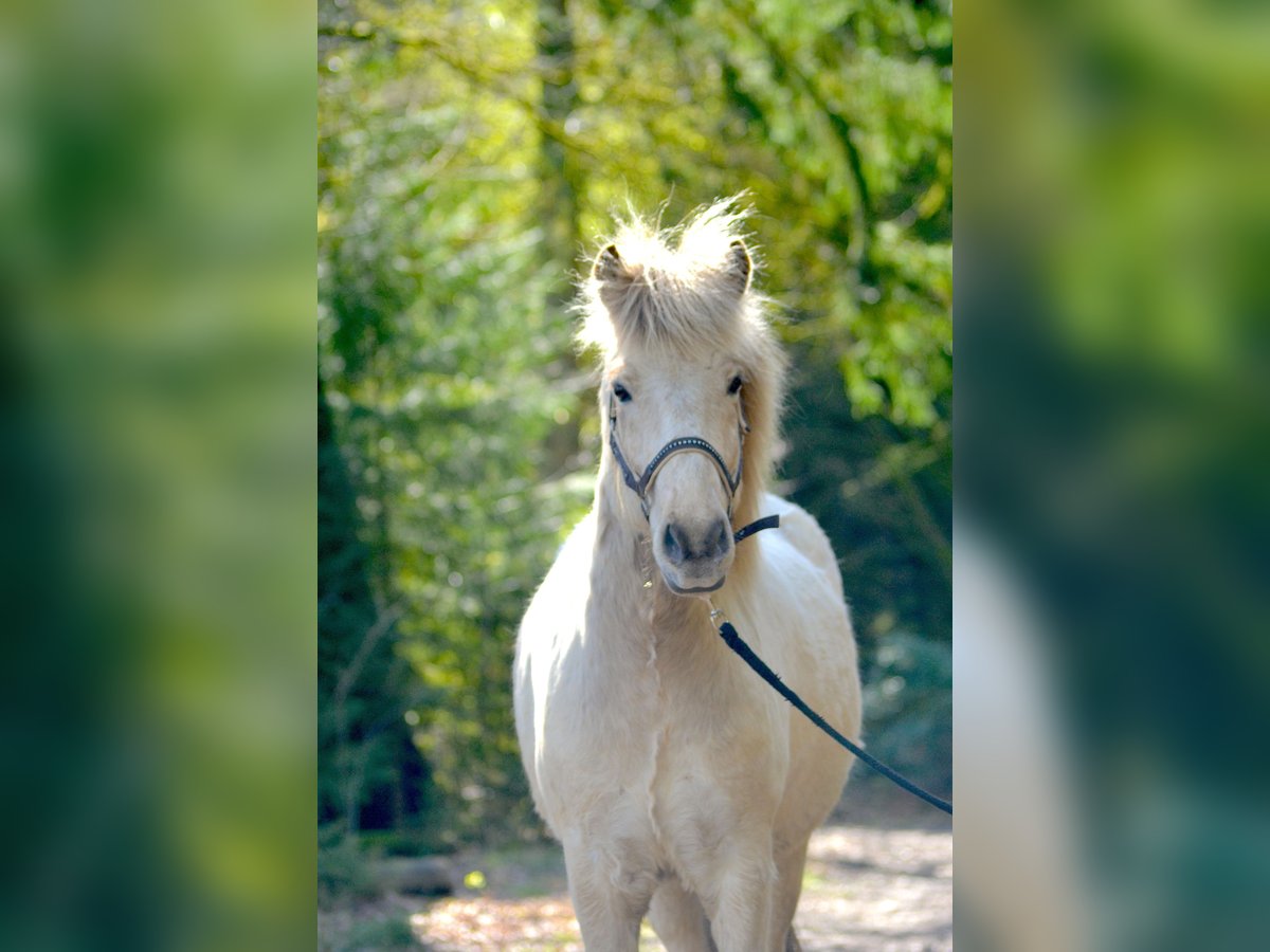 Caballos islandeses Caballo castrado 5 años 142 cm Bayo in Satrup