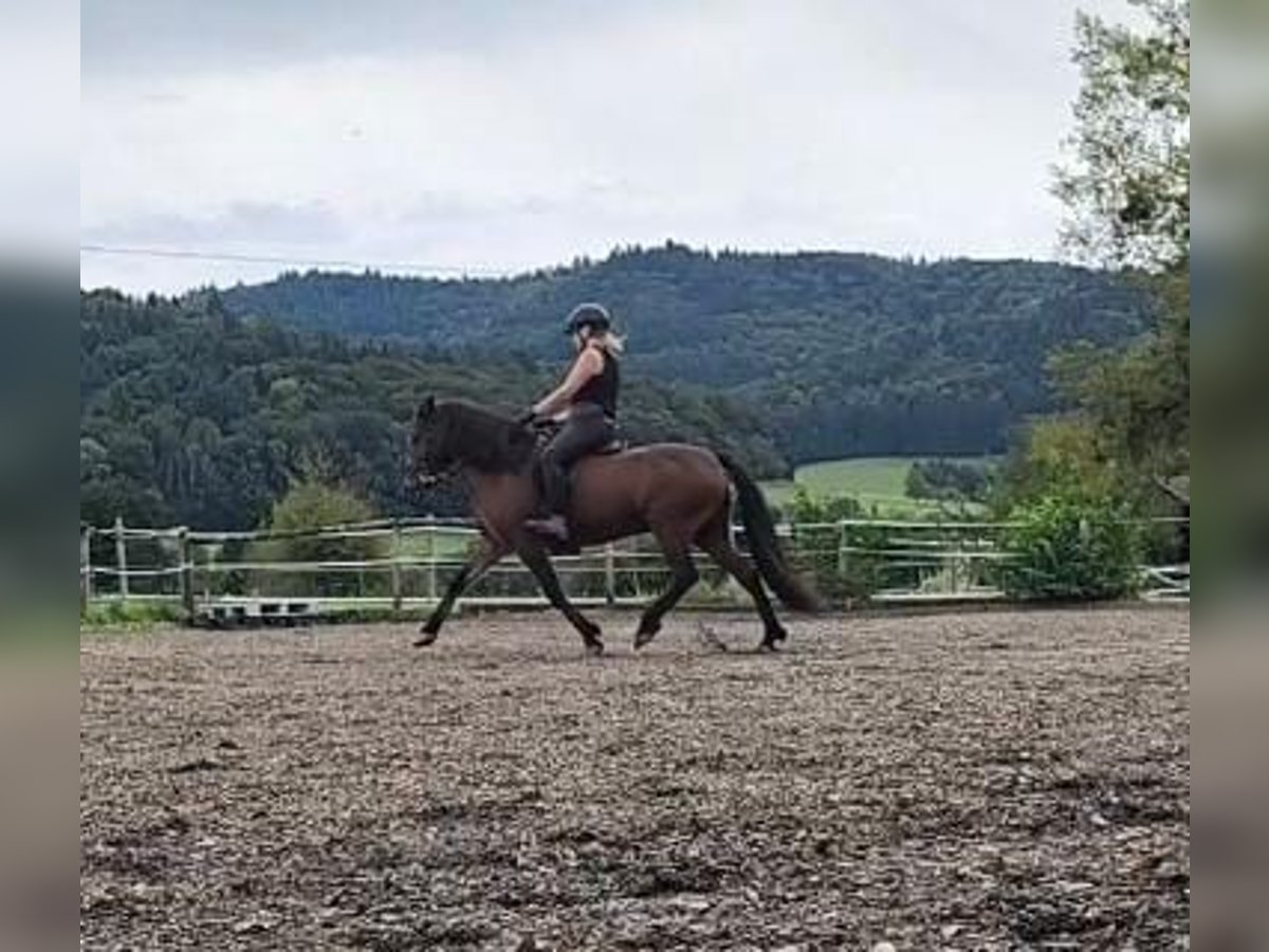 Caballos islandeses Caballo castrado 5 años 143 cm Castaño oscuro in Emmendingen