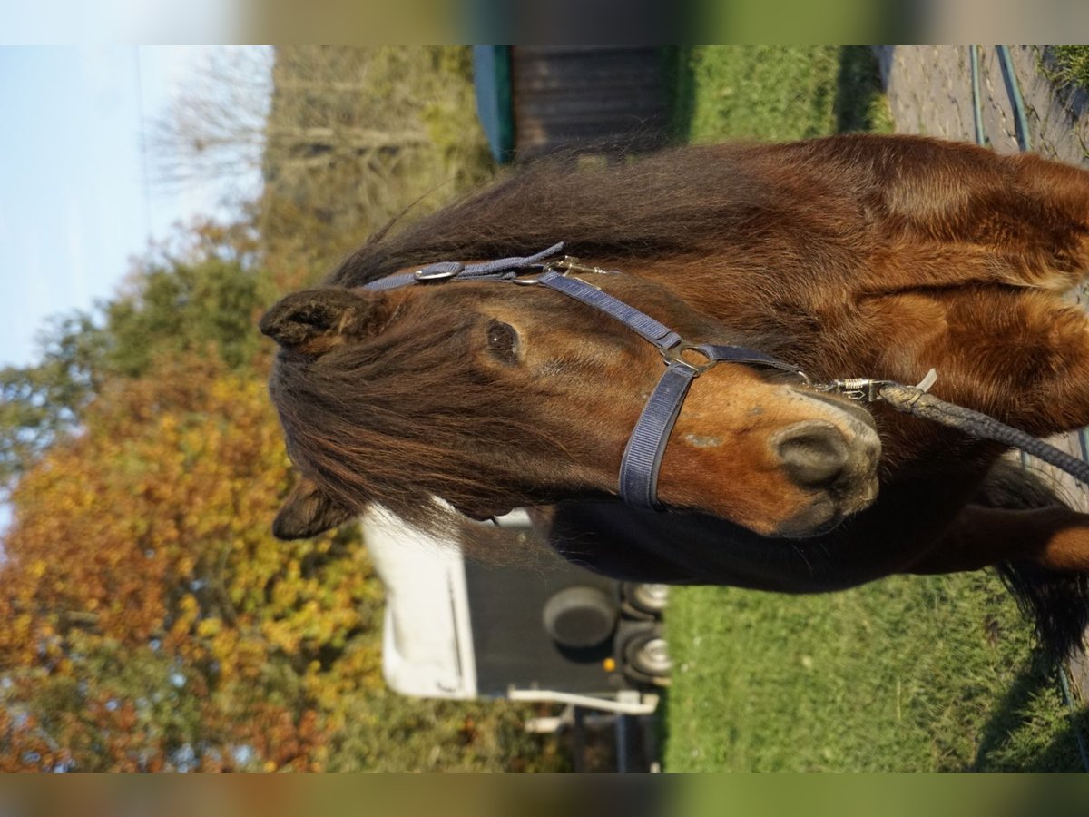 Caballos islandeses Caballo castrado 5 años 143 cm Castaño oscuro in Emmendingen