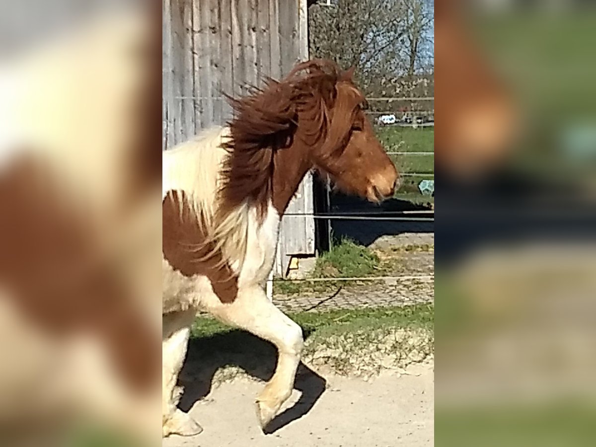 Caballos islandeses Caballo castrado 5 años 143 cm Pío in Neu-Ulm