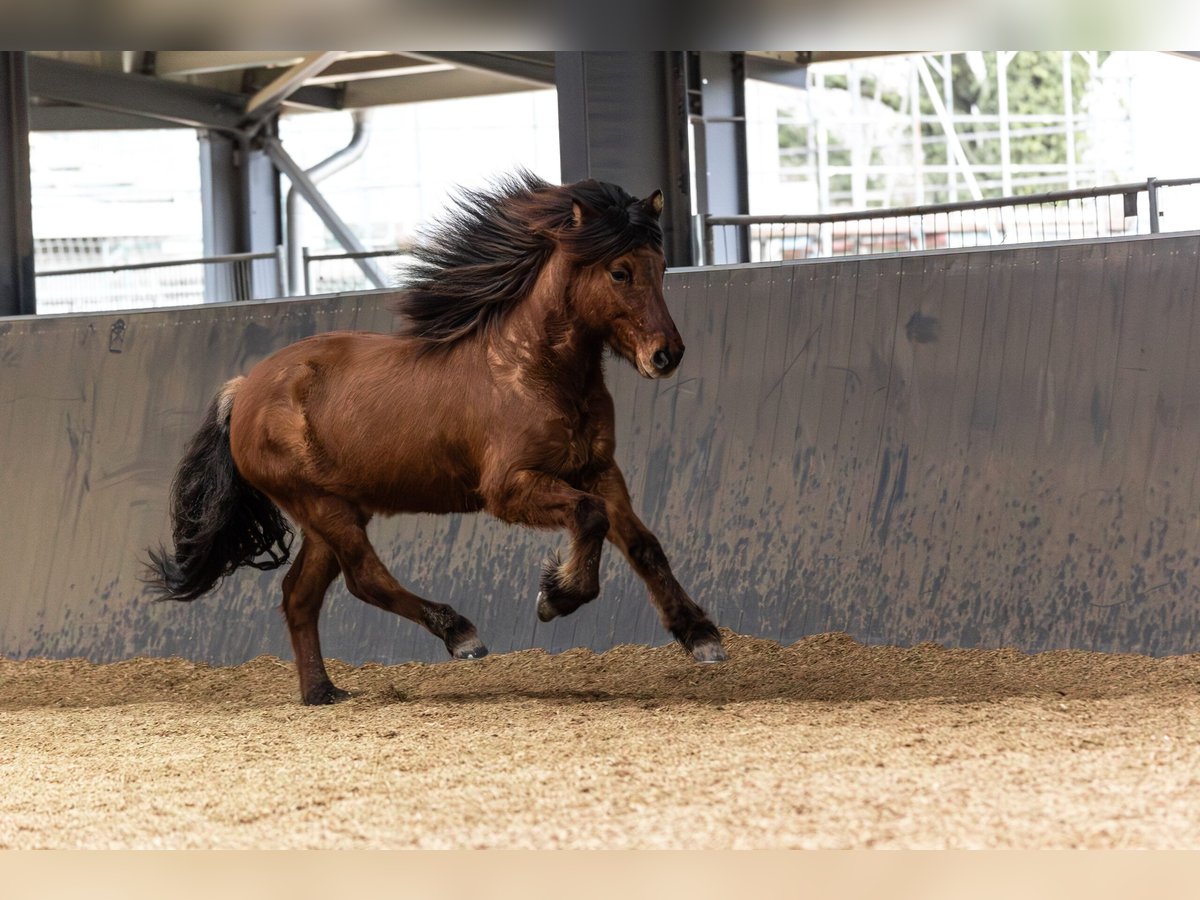 Caballos islandeses Caballo castrado 5 años 146 cm Bayo in Lehmrade