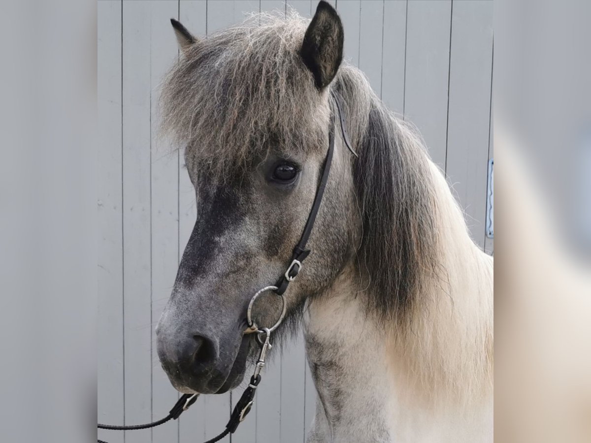 Caballos islandeses Caballo castrado 5 años 147 cm Musgo in Lindlar