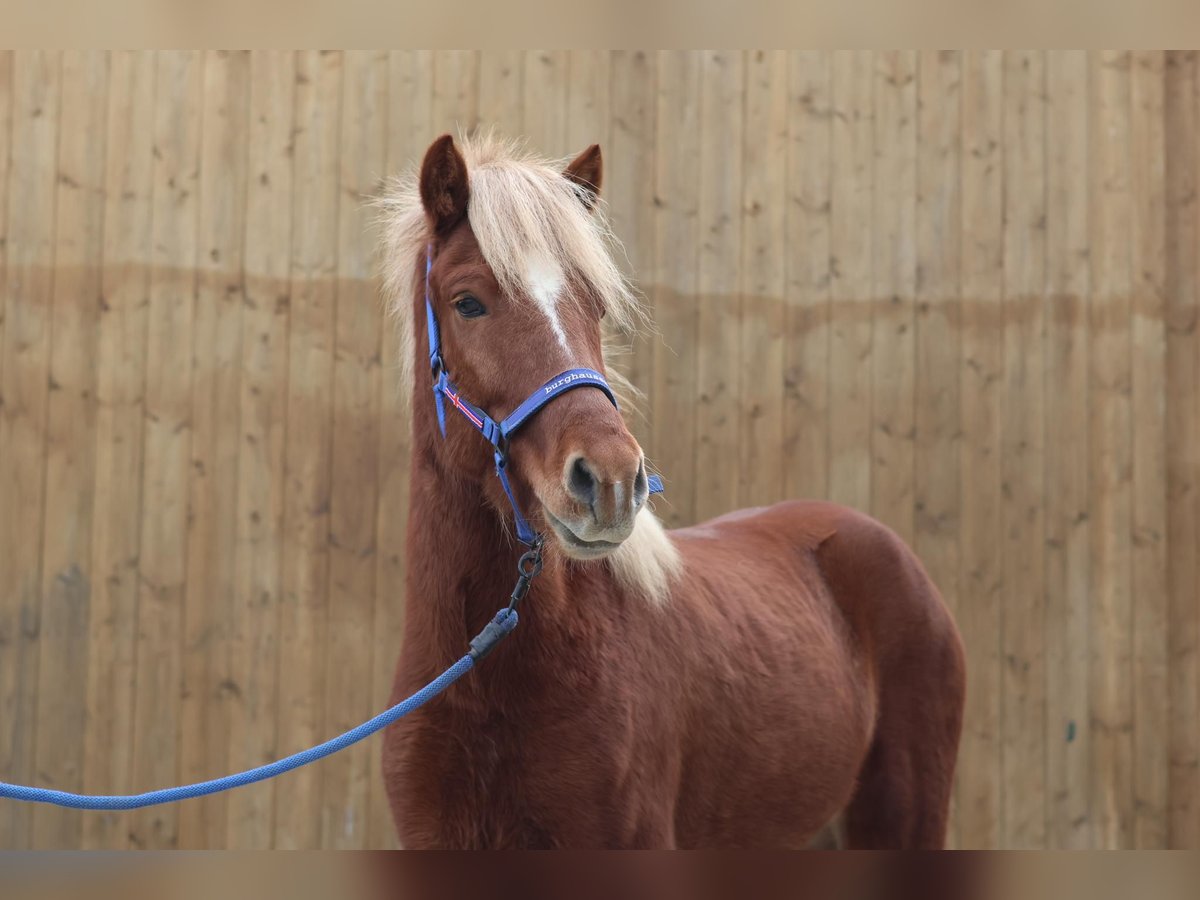 Caballos islandeses Caballo castrado 5 años Alazán in Straßwalchen