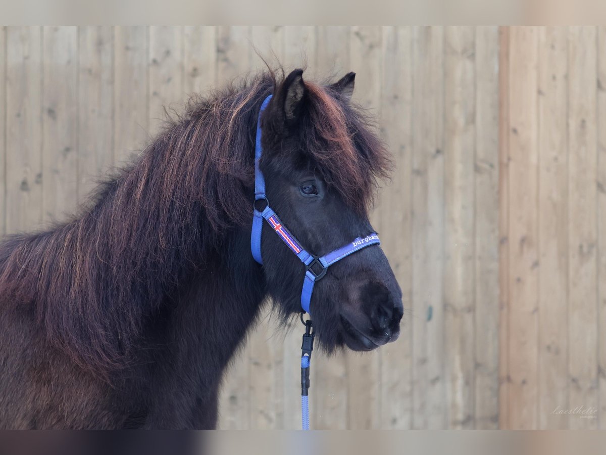 Caballos islandeses Caballo castrado 5 años Negro in Straßwalchen