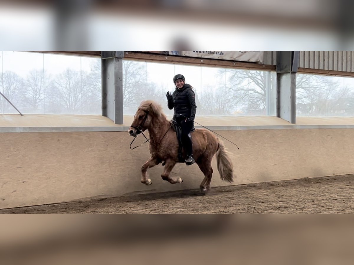 Caballos islandeses Caballo castrado 6 años 135 cm Bayo in Stapelfeld