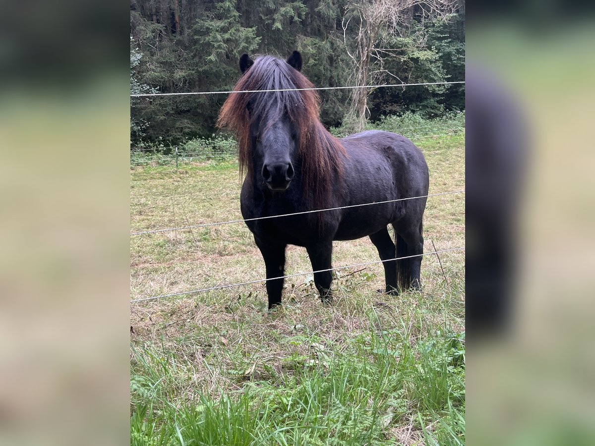 Caballos islandeses Caballo castrado 6 años 138 cm Negro in Pfalzgrafenweiler