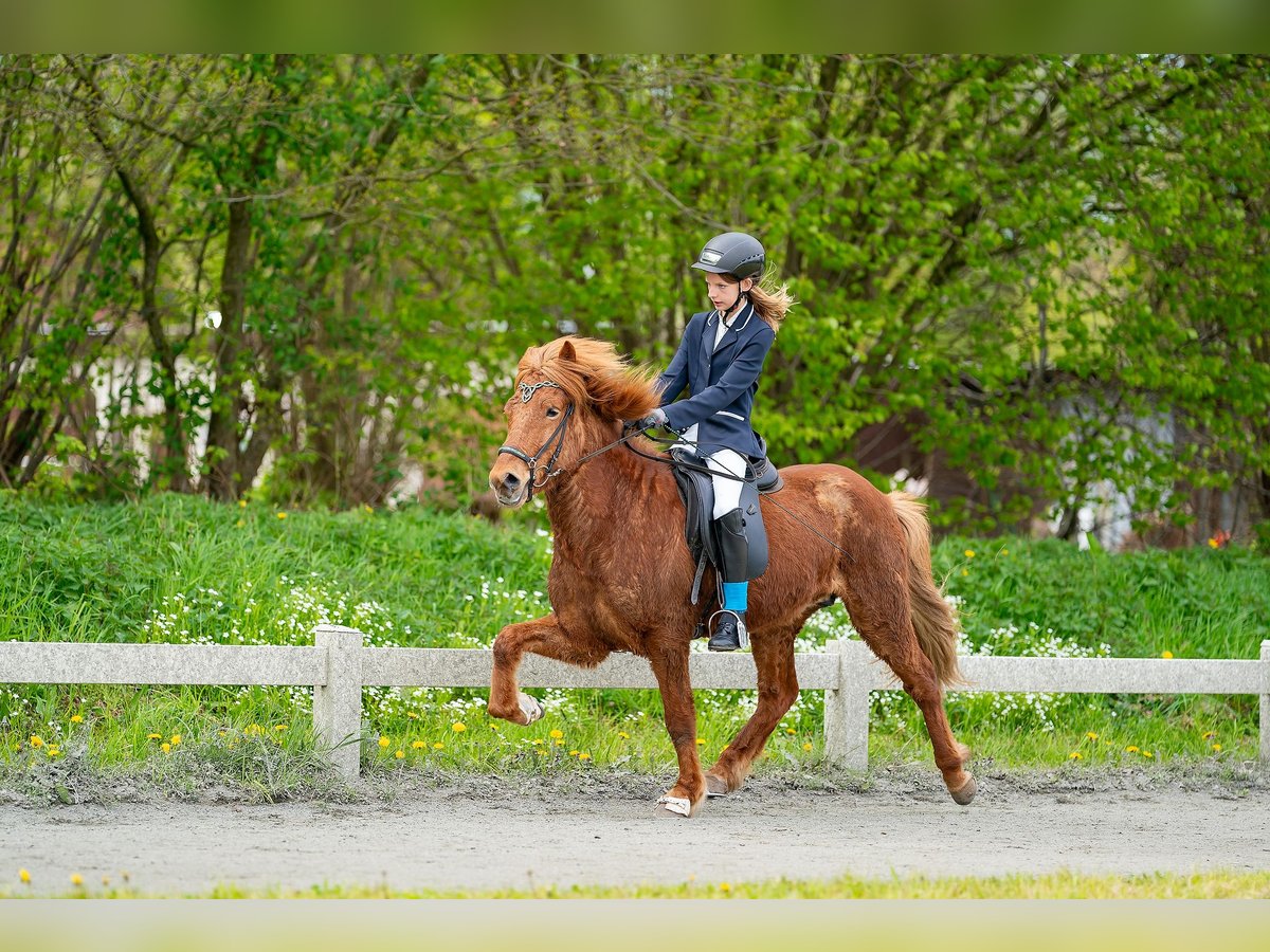 Caballos islandeses Caballo castrado 6 años 140 cm Alazán in Ehndorf