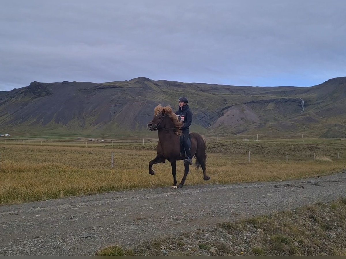 Caballos islandeses Caballo castrado 6 años 141 cm Alazán in Snæfellsbæ