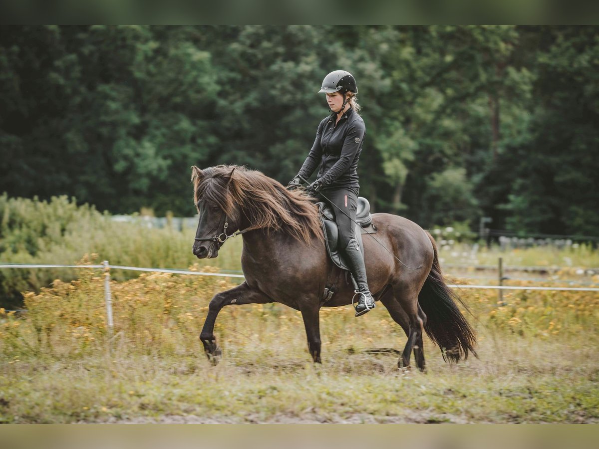 Caballos islandeses Caballo castrado 6 años 141 cm Negro in Buchholz in der Nordheide