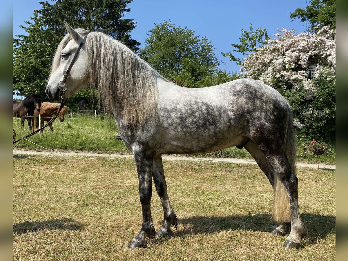 Caballos islandeses Caballo castrado 6 años 141 cm Tordo rodado in Lautertal