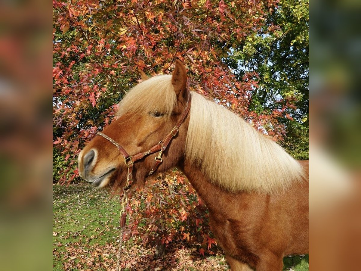 Caballos islandeses Caballo castrado 6 años 142 cm Alazán in Bruchhausen-Vilsen