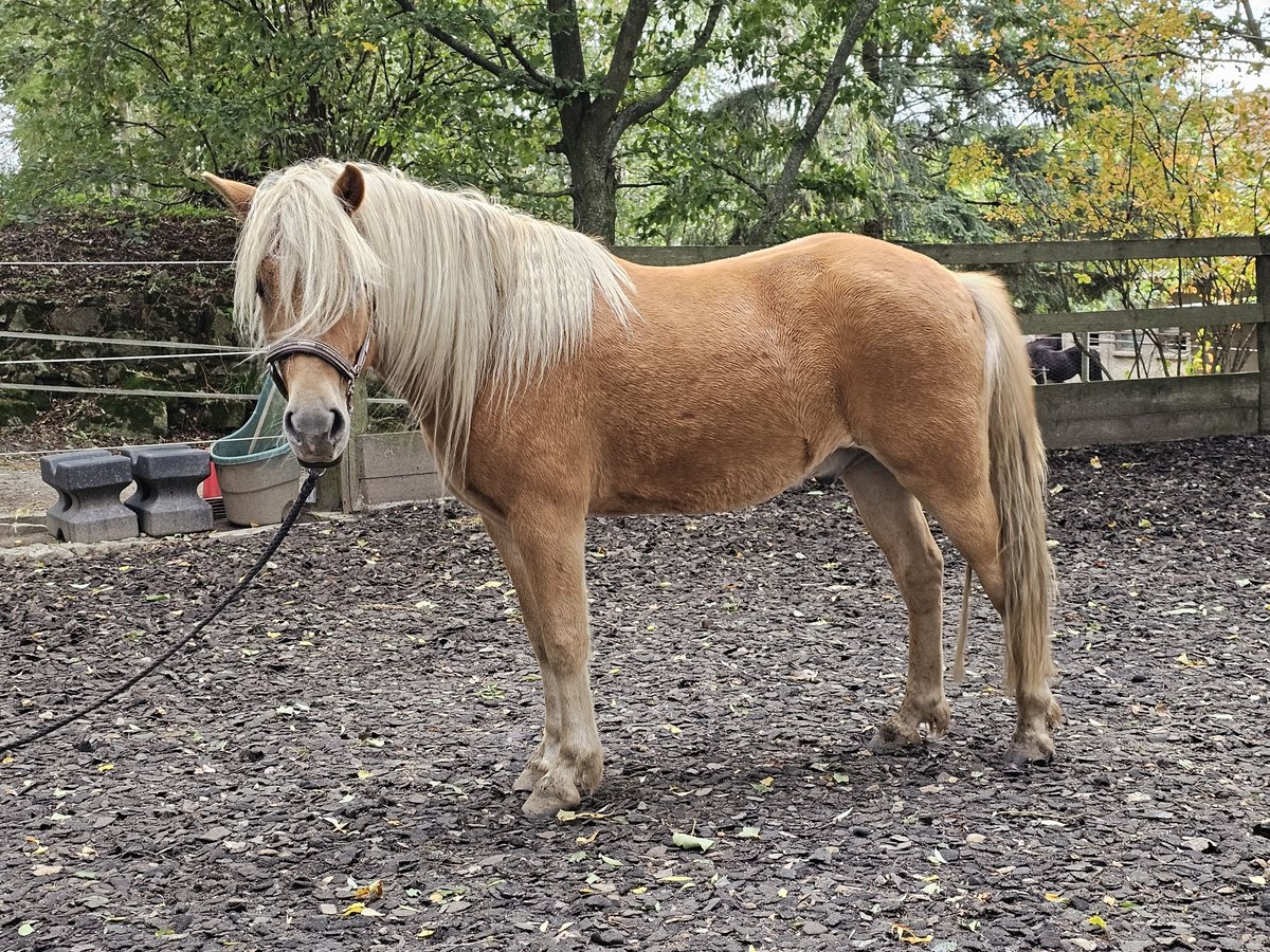 Caballos islandeses Mestizo Caballo castrado 6 años 142 cm Alazán in Haselbachtal