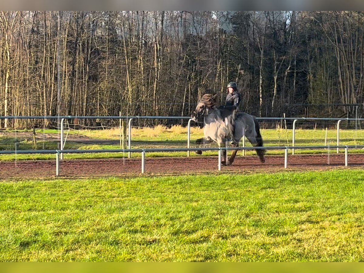 Caballos islandeses Caballo castrado 6 años 142 cm Bayo in Soltau