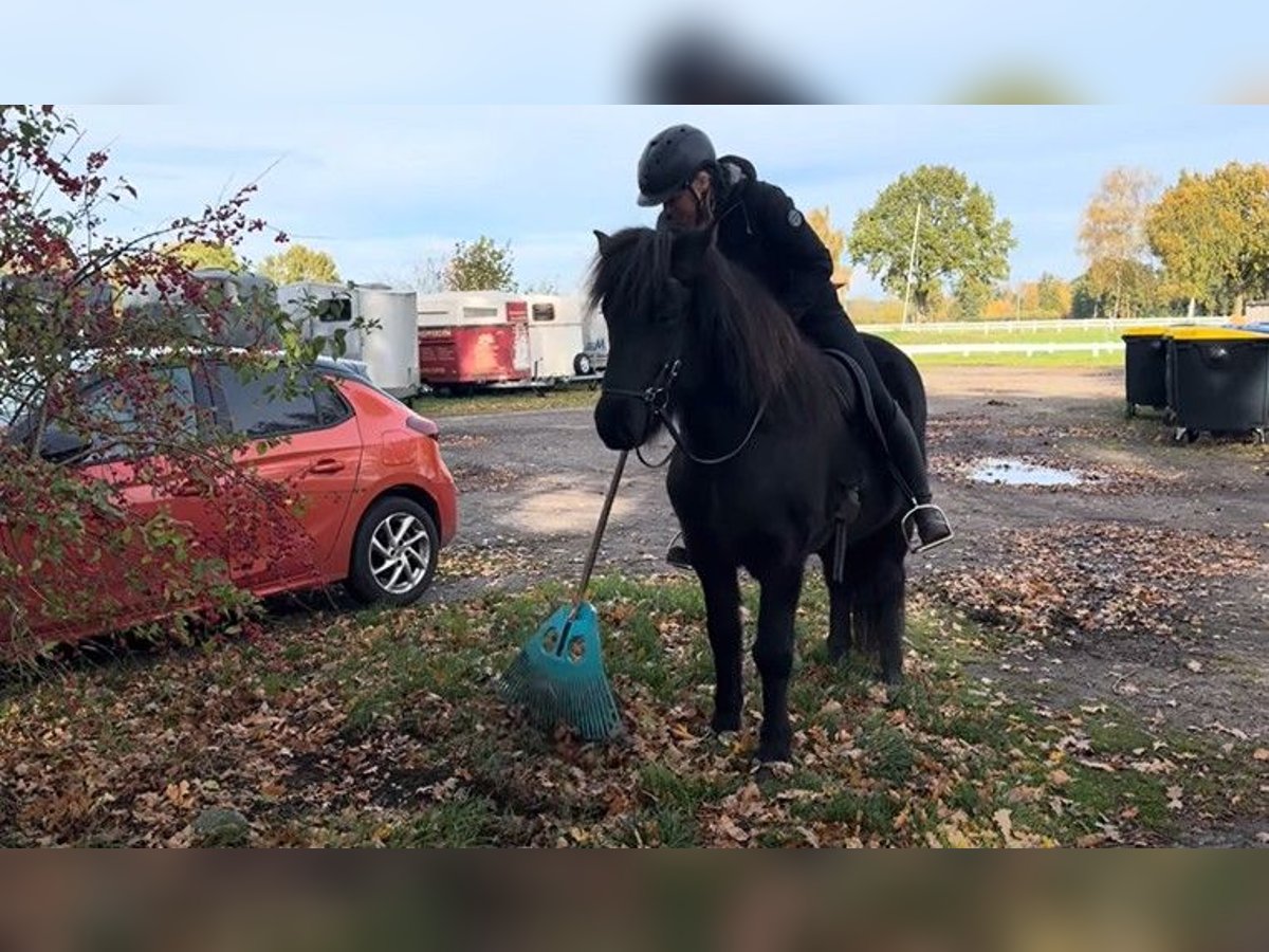 Caballos islandeses Caballo castrado 6 años 142 cm Negro in Schneverdingen