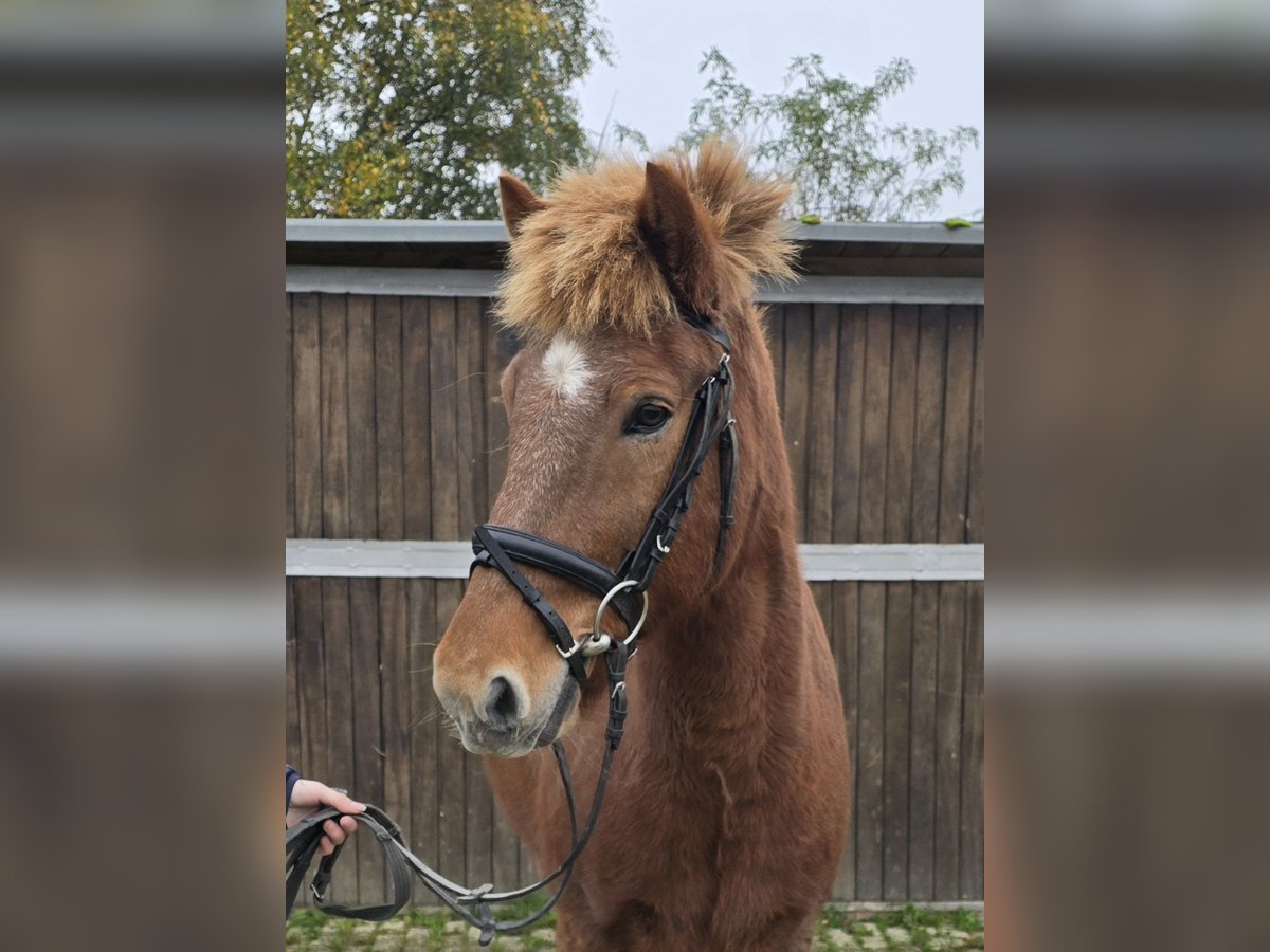 Caballos islandeses Caballo castrado 6 años 143 cm Alazán in Mülheim an der Ruhr