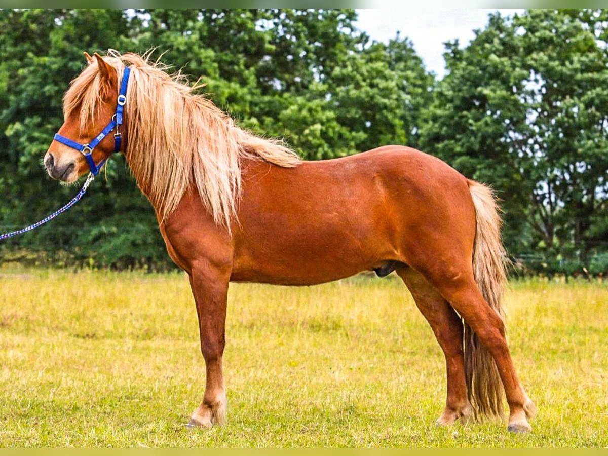 Caballos islandeses Caballo castrado 6 años 144 cm Alazán in Bruchhausen-Vilsen