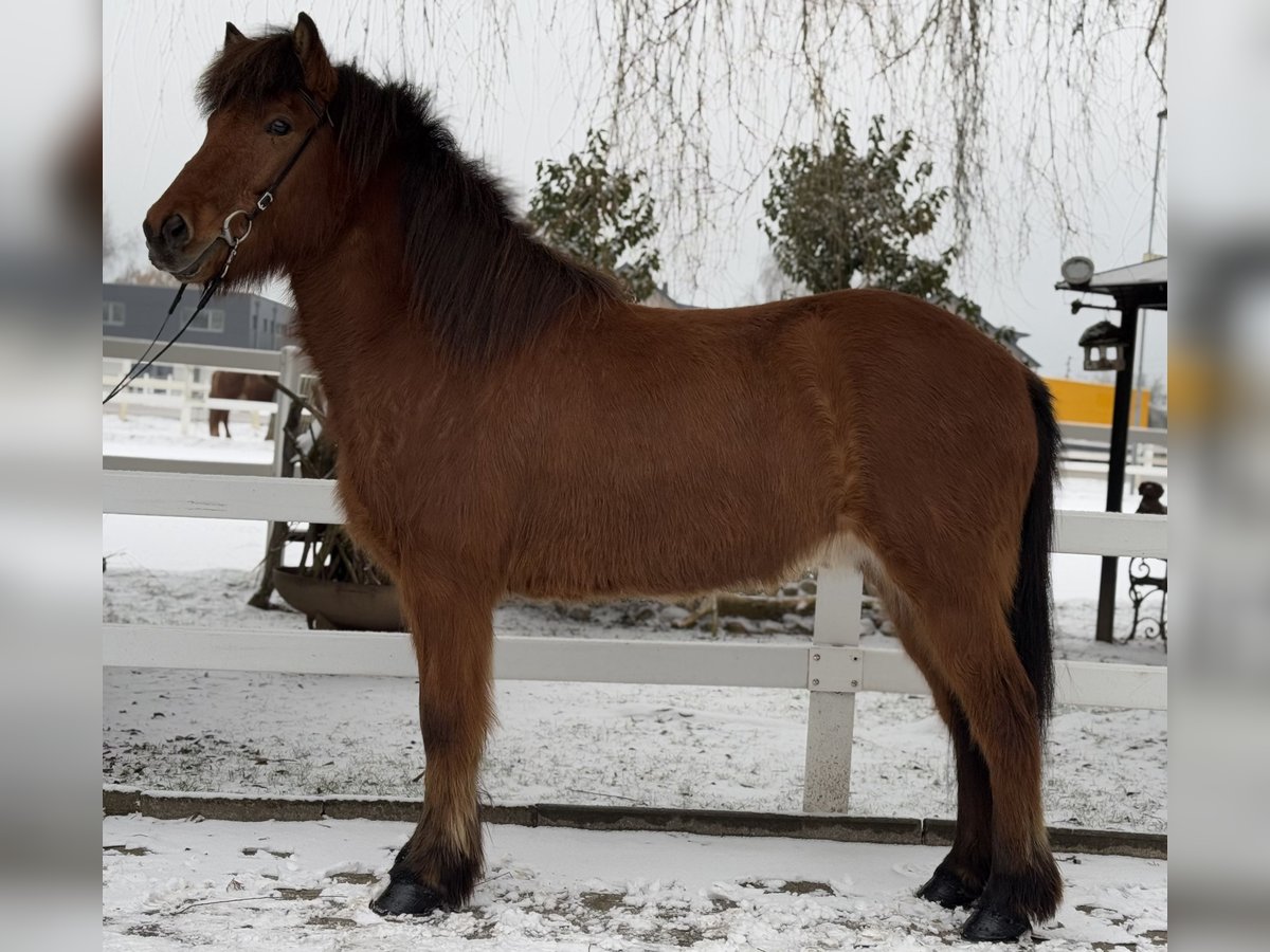 Caballos islandeses Caballo castrado 6 años 145 cm Castaño in Lochen am See