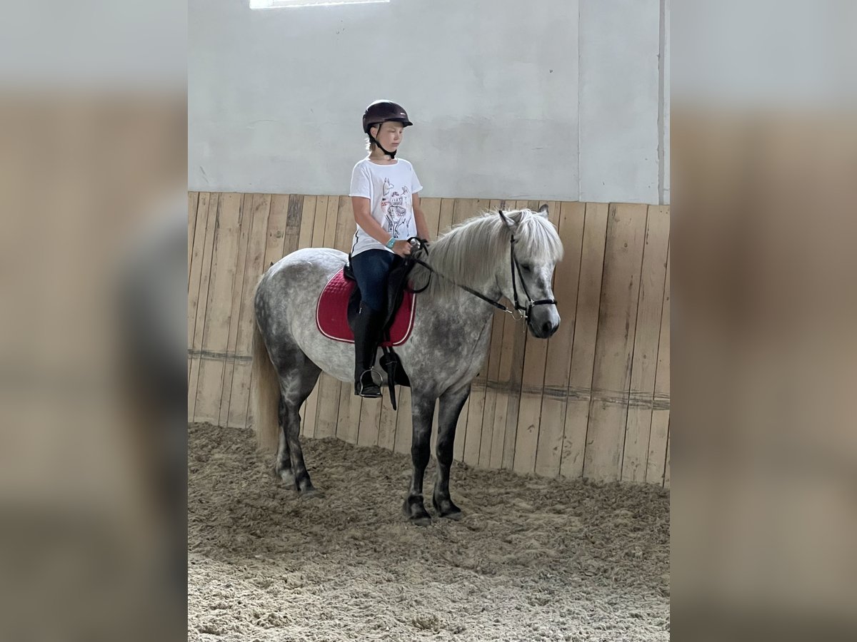 Caballos islandeses Caballo castrado 6 años 146 cm Tordo rodado in Weidet