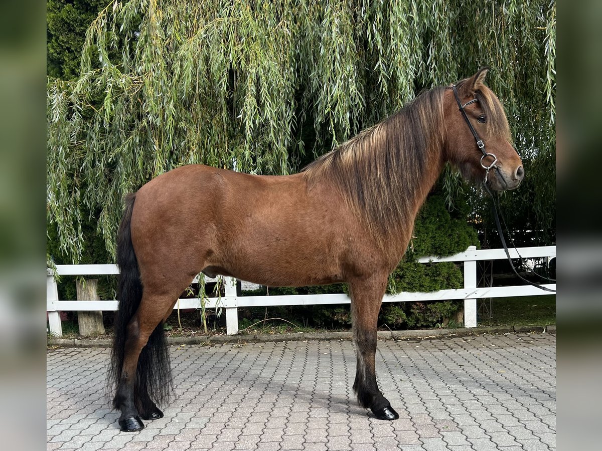 Caballos islandeses Caballo castrado 6 años 147 cm Castaño in Lochen am See