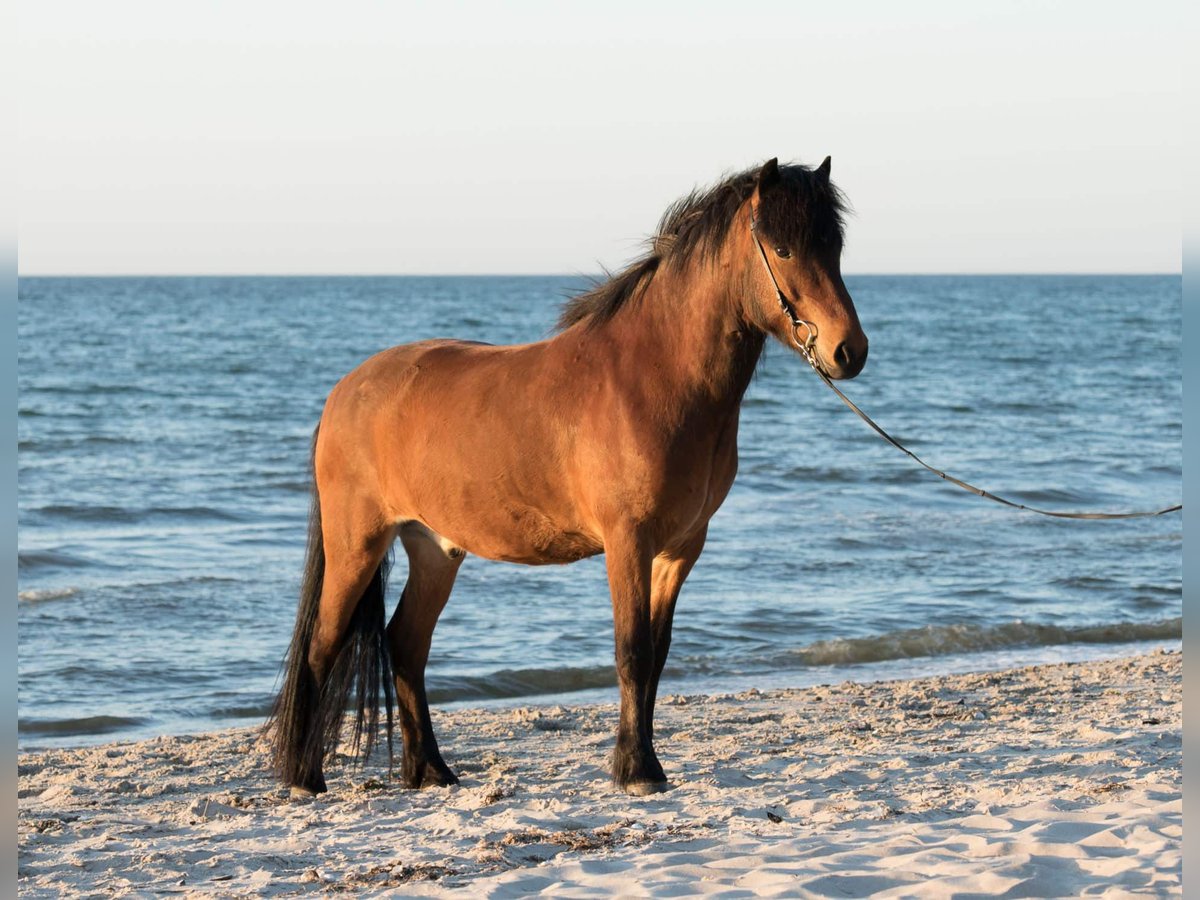 Caballos islandeses Caballo castrado 6 años 150 cm Castaño in Seedorf