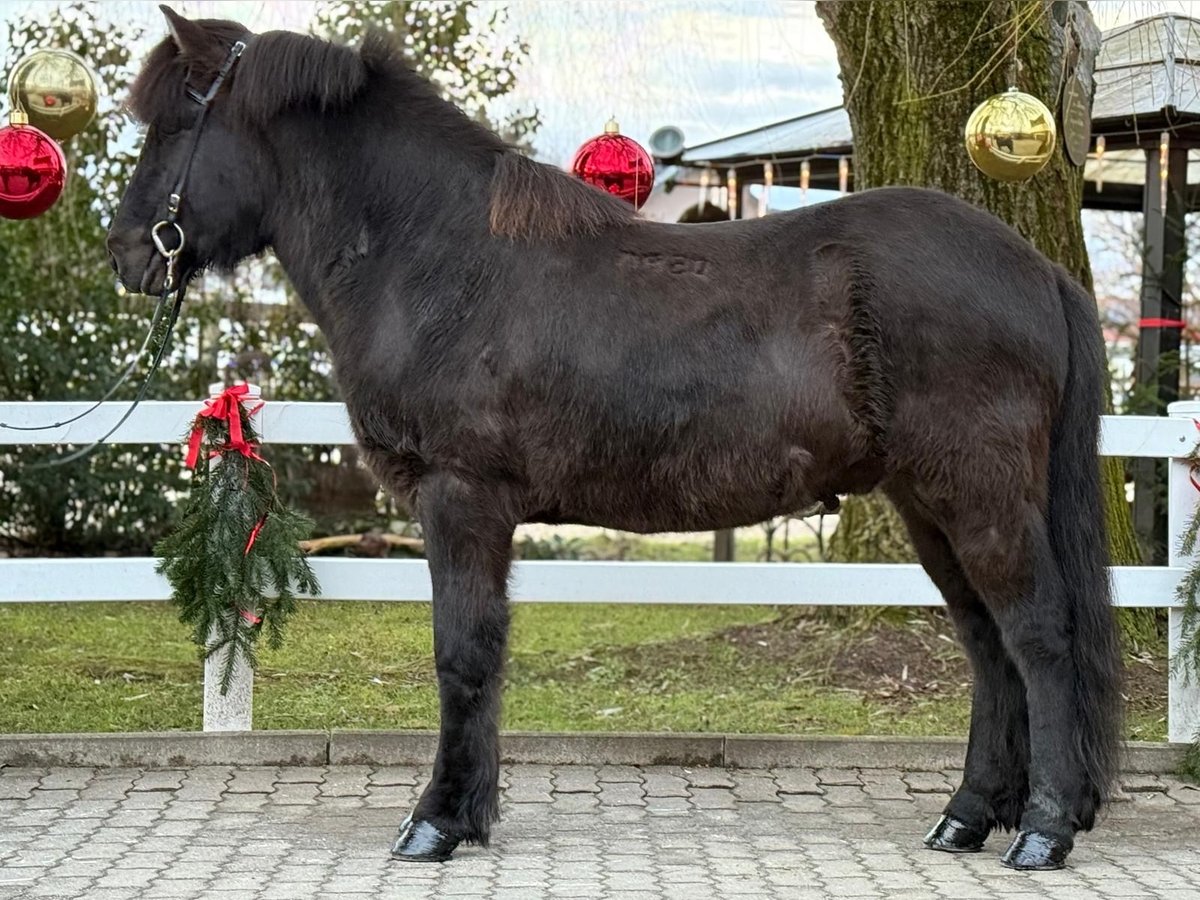 Caballos islandeses Caballo castrado 6 años 150 cm Negro in Lochen am See