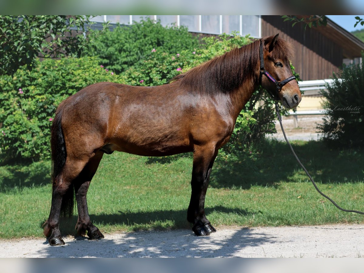 Caballos islandeses Caballo castrado 6 años Castaño in Stra&#xDF;walchen