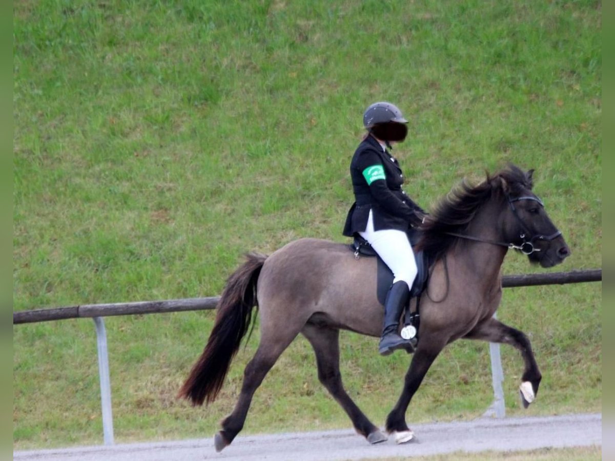 Caballos islandeses Caballo castrado 7 años 132 cm Bayo in Staufenberg