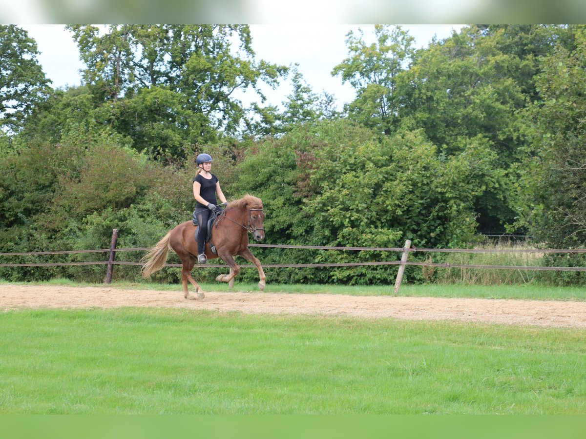 Caballos islandeses Caballo castrado 7 años 135 cm Alazán in Eynatten